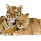 Miniatura fototapety Tigerjunges und Löwenjunges