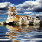 Miniatura fototapety Tiger in der Nähe von Wasser