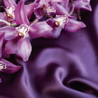 Miniatura fototapety Lila Orchideen