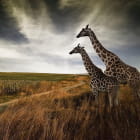 Miniatura fototapety Giraffen auf dem Feld