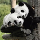Miniatura fototapety Pandas auf dem Baum