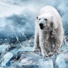 Miniatura fototapety Eisbär auf Eis