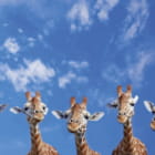 Miniatura fototapety Giraffen