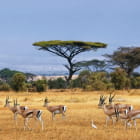 Miniatura fototapety Antilopen in Afrika