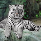 Miniatura fototapety Das Aussehen des weißen Tigers