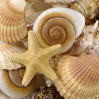 Miniatura fototapety Seesterne und Muscheln