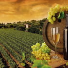 Miniatura fototapety Weißwein und Weinberge