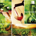 Miniatura fototapety Wein und Weinberge