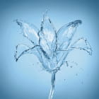 Miniatura fototapety Blume aus Wasser