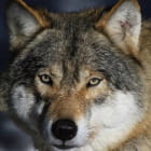 Miniatura fototapety Wolf