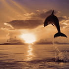 Miniatura fototapety Delphin vor Sonnenuntergang im Hintergrund