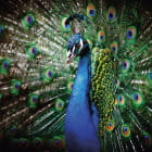 Miniatura fototapety Pfau