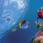 Miniatura fototapety Korallen und Fische