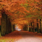 Miniatura fototapety Herbstbäume