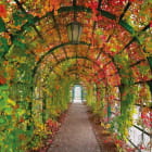 Miniatura fototapety Herbsttunnel