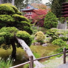 Miniatura fototapety Bäume des japanischen Gartens