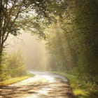 Miniatura fototapety Straße in einem sonnigen Wald