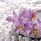 Miniatura fototapety Orchideen und weiße Steine