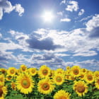 Miniatura fototapety Sonnenblumen im Freien