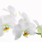 Miniatura fototapety Schneeweiße Orchidee