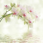 Miniatura fototapety Weiße Orchideen