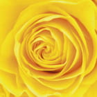 Miniatura fototapety Gelbe Rose
