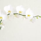 Miniatura fototapety Kaskadierende Orchideen