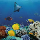 Miniatura fototapety Fische und Korallen