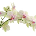 Miniatura fototapety Weiße Tigerorchidee