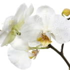 Miniatura fototapety Wassertropfen auf einer Orchidee