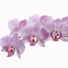 Miniatura fototapety Orchideenzweig