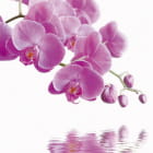 Miniatura fototapety Lila Orchidee über Wasser