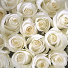 Miniatura fototapety Weiße Rose