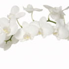 Miniatura fototapety Elegante weiße Orchidee