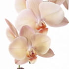 Miniatura fototapety Creme-Orchidee