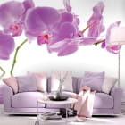Miniatura fototapety Rosa Orchideen we wnętrzu salonu