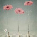 Miniatura fototapety Rosa Gerbera