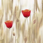 Miniatura fototapety Rote Mohnblumen