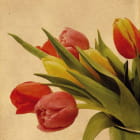 Miniatura fototapety Die ersten Tulpen
