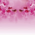 Miniatura fototapety Zartrosa Orchideen