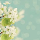 Miniatura fototapety Frühlingsapfelbaumblüte