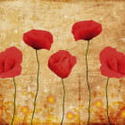 Miniatura fototapety Faszinierende rote Mohnblumen