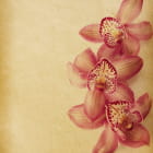 Miniatura fototapety Zarte Orchideenblüten