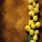 Miniatura fototapety Gelbe Tulpen
