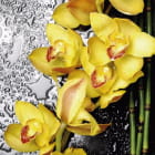 Miniatura fototapety Orchidee und Bambus
