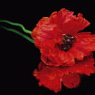 Miniatura fototapety Scharlachroter Mohn