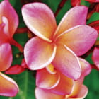 Miniatura fototapety Blühende Plumeria