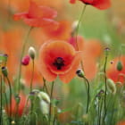 Miniatura fototapety Wilder Mohn