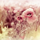 Miniatura fototapety Wunderschöner Mohn