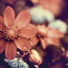 Miniatura fototapety Herbstblume